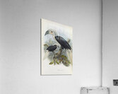 Anorrhinus comatus 1882 Acrylic Print