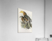 Anorrhinus tickelli 1882 Acrylic Print