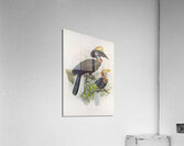 Ceratogymna elata 1882 Acrylic Print