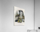 Anorrhinus galeritus 1882 Acrylic Print