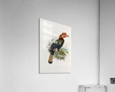 Cranorrhinus waldeni 1882 Acrylic Print