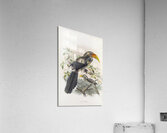 Tockus griseus 1882 Acrylic Print