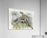 Lophoceros birostris 1882 Acrylic Print