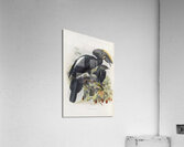 Bycanistes cristatus 1882 Acrylic Print