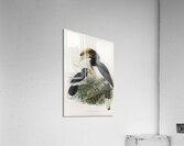 Anthracoceros malabaricus 1882 Acrylic Print