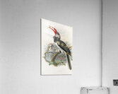Tockus hemprichii 1882 Acrylic Print
