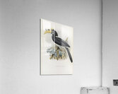 Anthracoceros convexus 1882 Acrylic Print