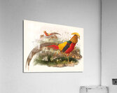 Thaumalea picta. 1872 Acrylic Print