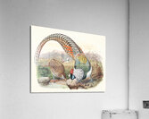 Thaumalea Amherstiæ. 1872 Acrylic Print