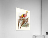 Thaumalea obscura. 1872 Acrylic Print