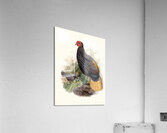 Euplocamus Pyronotus 1872 Acrylic Print