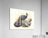 Polyplectron emphanum. 1872 Acrylic Print