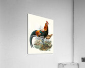 Gallus ferrugineus. 1872 Acrylic Print