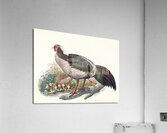 Euplocomus albo-cristatus. 1872 Acrylic Print