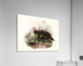 Phasidus Niger 1872 Acrylic Print