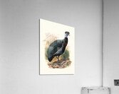 Numida Verreauxii. 1872 Acrylic Print