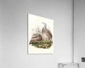 Tetraophasis obscurus. 1872 Acrylic Print