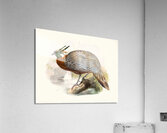 Purcasia Duvauceli. 1872 Acrylic Print