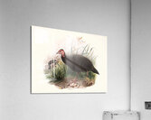 Phasidus Niger 1872 Acrylic Print