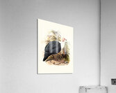 Agelastes meleagrides. 1872 Acrylic Print