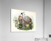 Purcasia xanthospila. 1872 Acrylic Print