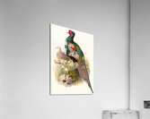 Phasianus versicolor. 1872 Acrylic Print