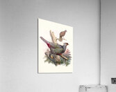 Ithaginis Geoffroyi. 1872 Acrylic Print