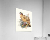 Ceriornis Caboti. 1872 Acrylic Print