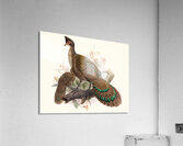 Polyplectron bicalcaratum. 1872 Acrylic Print