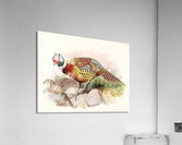 Phasianus torquatus. 1872 Acrylic Print