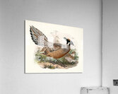 Purcasia Darwini. 1872 Acrylic Print