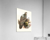 Polyplectron thibetanum. 1872 Acrylic Print