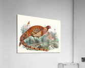 Phasianus Soemmerringii. 1872 Acrylic Print
