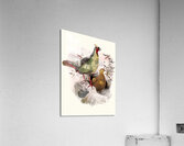 Ithalginis cruentus. 1872 Acrylic Print