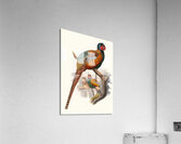 Phasianus elegans. 1872 Acrylic Print