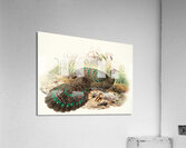 Polyplectron Germaini. 1872 Acrylic Print