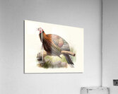 Meleagris Mexicana 1872 Acrylic Print