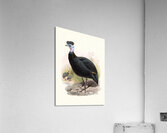 Numida cristata. 1872 Acrylic Print