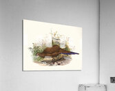 Polyplectron chalcurum. 1872 Acrylic Print