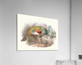 Melaeacris Ocellata 1872 Acrylic Print