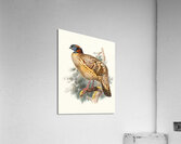 Ceriornis Caboti. 1872 Acrylic Print