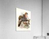 Ceriornis melanocephala. 1872 Acrylic Print