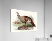 Meleagris gallopavo. 1872 Acrylic Print
