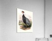 Numida Granti. 1872 Acrylic Print