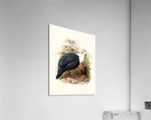 Agelastes meleagrides. 1872 Acrylic Print