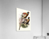 Phasianus Deccollatus 1872 Acrylic Print