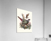 Ithaginis Geoffroyi. 1872 Acrylic Print