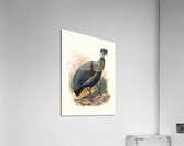 Numida Verreauxii. 1872 Acrylic Print