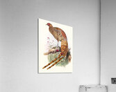 Phasianus Soemmerringi var scintillans. 1872 Acrylic Print