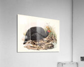 Numida coronata. 1872 Acrylic Print